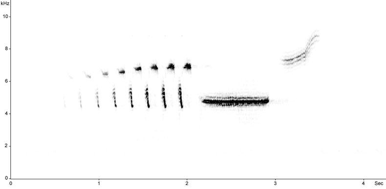 Sonogram of Yellowhammer song