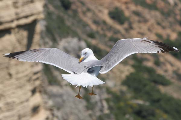 Yellow-legged Gull, Barbate cliffs  2005  F. S. Simpson