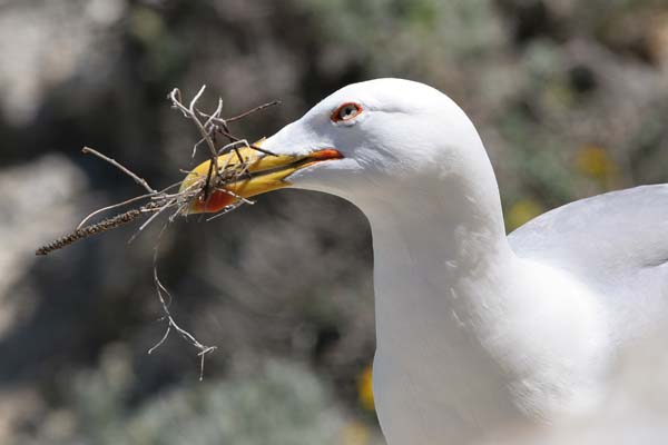 Yellow-legged Gull nest building, Barbate cliffs  2005  F. S. Simpson