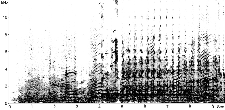 Sonogram of Yellow-legged Gull long call