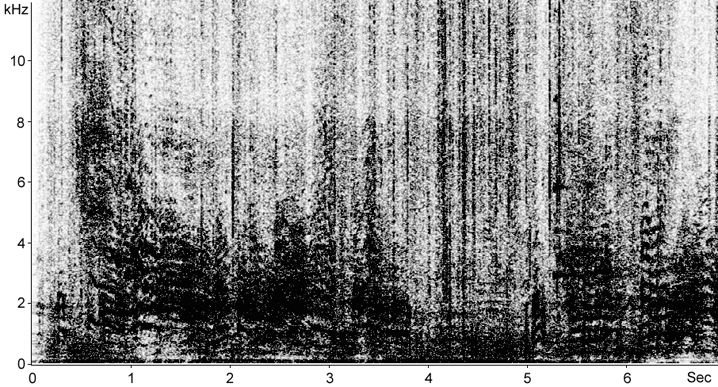 Sonogram of Yellow-legged Gull calls