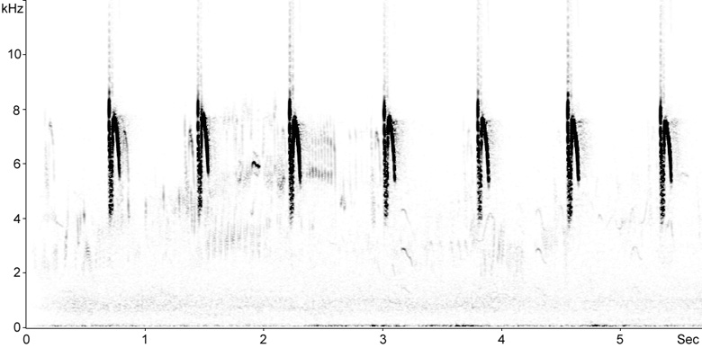 Sonogram of Zitting Cisticola song