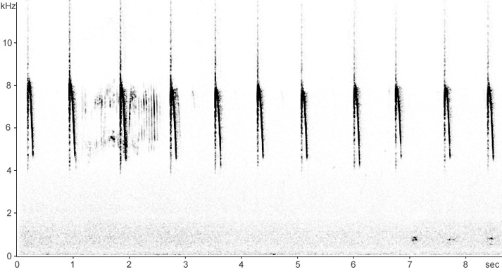 Sonogram of Zitting Cisticola song