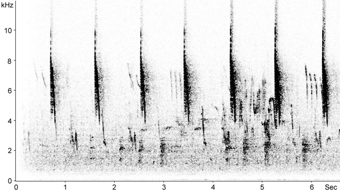 Sonogram of Zitting Cisticola song