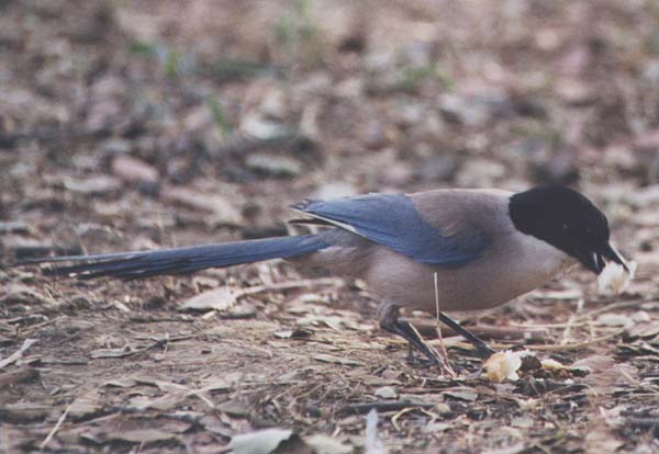 Azure-winged Magpie