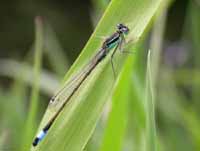 Blue-tailed Damselfy