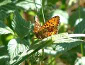 Bog Fritillary