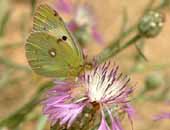 Clouded Yellow