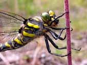 Golden-ringed Dragonfly