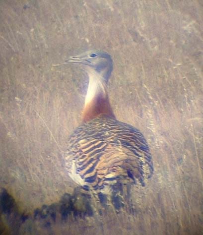 Great Bustard