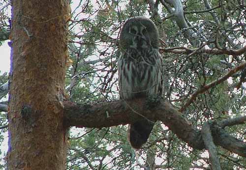 Great Grey Owl