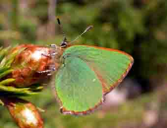 Green Hairstreak