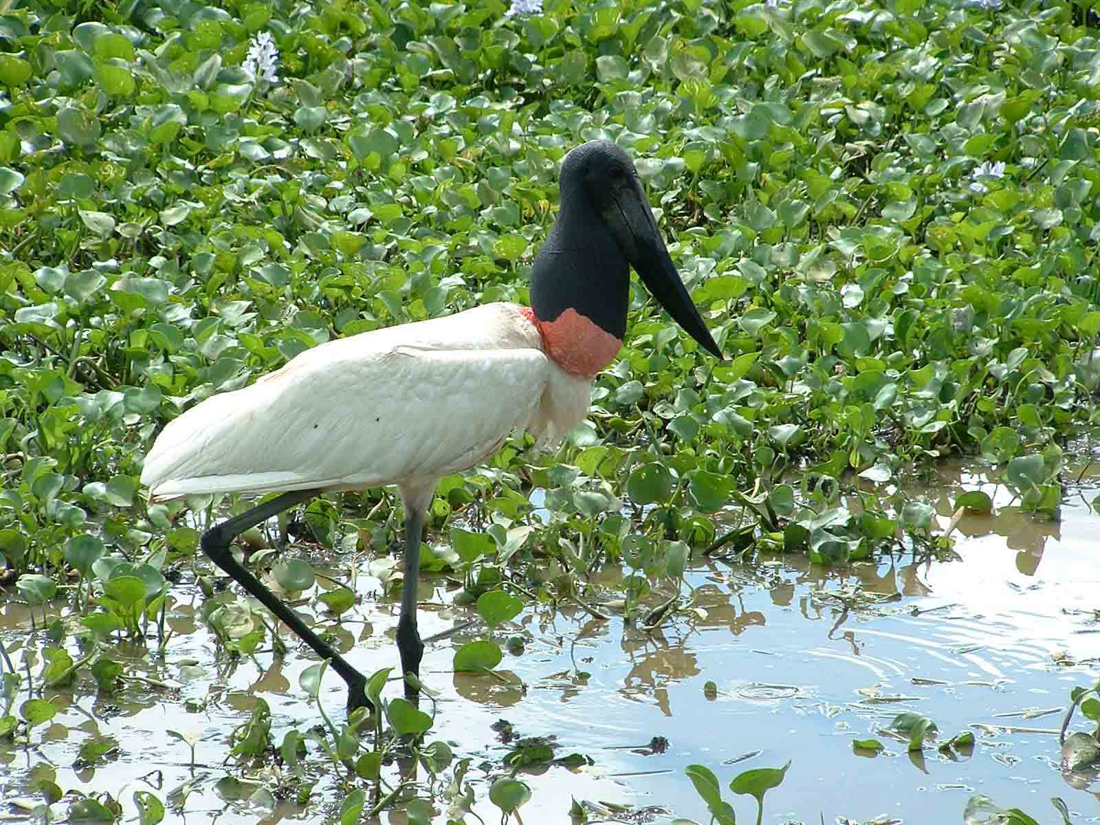 Jabiru