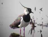 Lapwing