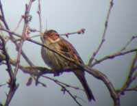 Little Bunting