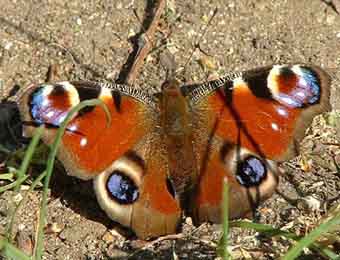 Peacock