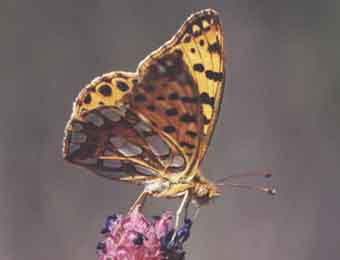 Queen of Spain Fritillary