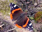 Red Admiral 