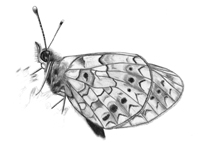 Small Pearl-bordered Fritillary sketch