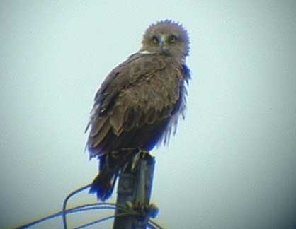 Short-toed Eagle