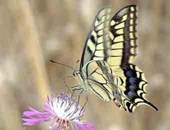 Swallowtail