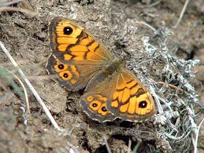 Wall (female)