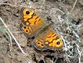 Wall Brown