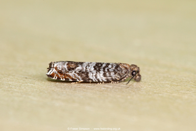 Triangle-marked Roller (Ancylis achatana)  Fraser Simpson
