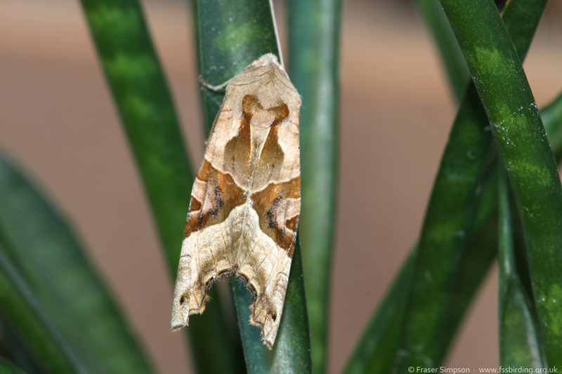 Angle Shades (Phlogophora meticulosa)  Fraser Simpson