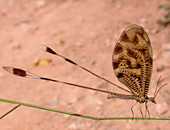 Thread Lacewing