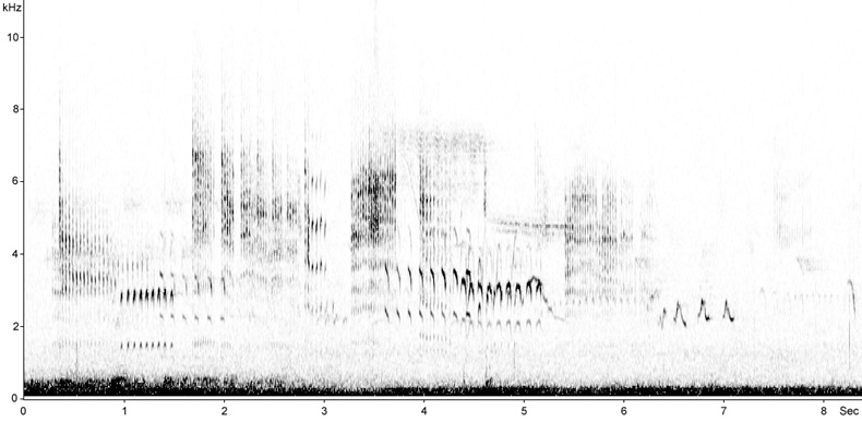 Sonogram of Aquatic Warbler song