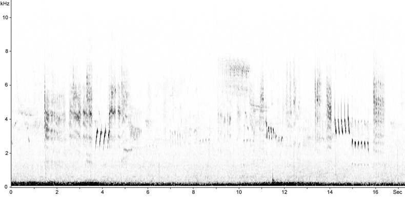 Sonogram of Aquatic Warbler song