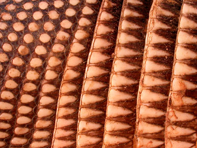 Armadillo Shell