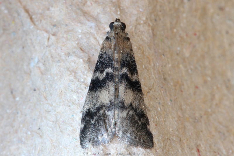Ash-bark Knot-horn (Euzophera pingui)  Fraser Simpson