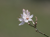 Common Asphodel