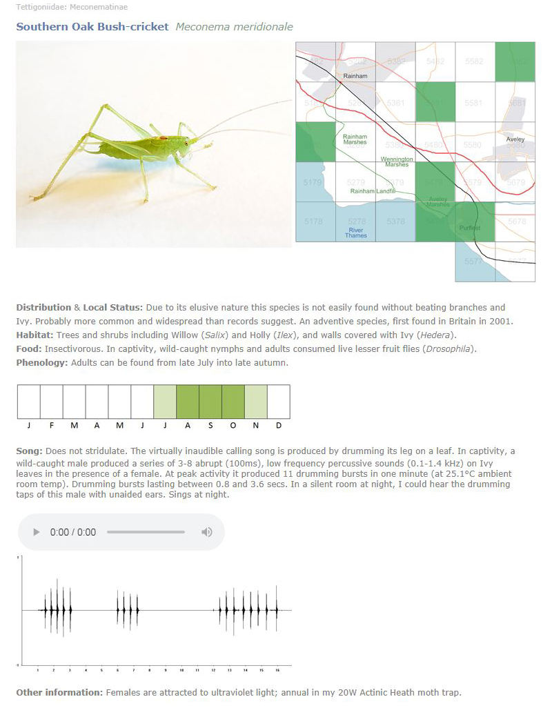 Mini-atlas of the Orthoptera of the Purfleet and Rainham area: Southern Oak Bush-cricket example  Fraser Simpson