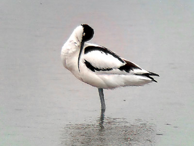 Phonescoped Avocet 2006 Fraser Simpson
