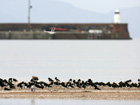 Oystercatcher at Barassie