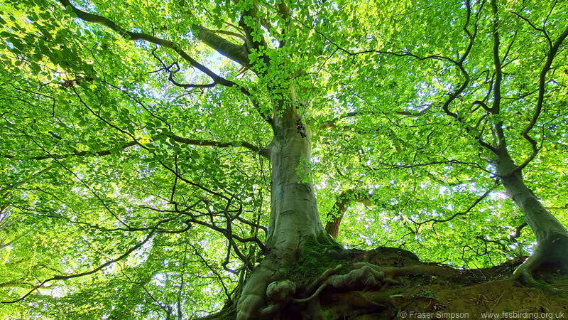 Common Beech (Fagus sylvatica), Dean Castle Country Park  Fraser Simpson