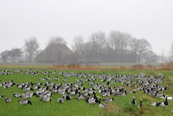 Barnacle Geese 2005 Fraser Simpson