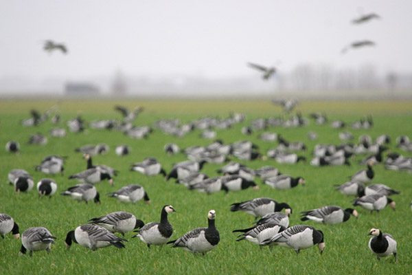 Barnacle Geese 2005 Fraser Simpson