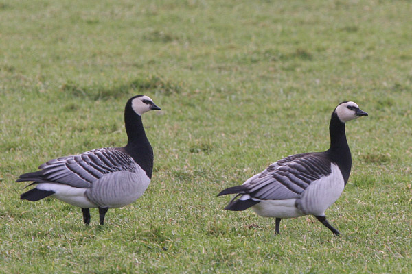 Barnacle Geese 2005 Fraser Simpson
