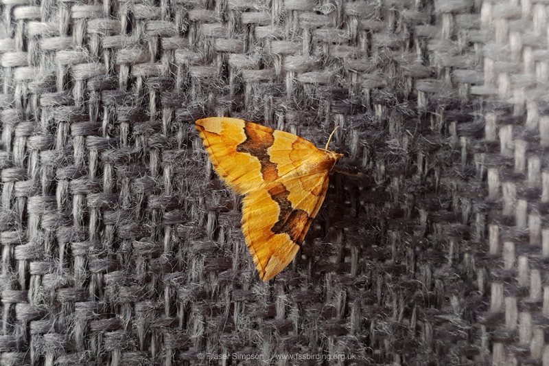 Barred Yellow (Cidaria fulvata)  Fraser Simpson