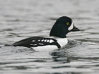 Barrow's Goldeneye