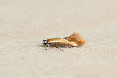 Lesser Tawny Tubic (Batia lunaris)  Fraser Simpson