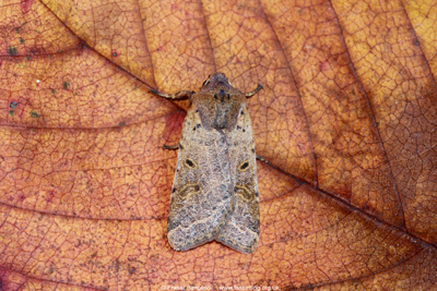 Beaded Chestnut (Agrochola lychnidis)  Fraser Simpson