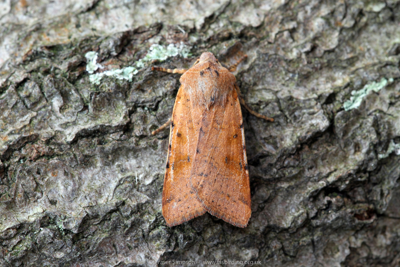 Beaded Chestnut (Agrochola lychnidis)  Fraser Simpson