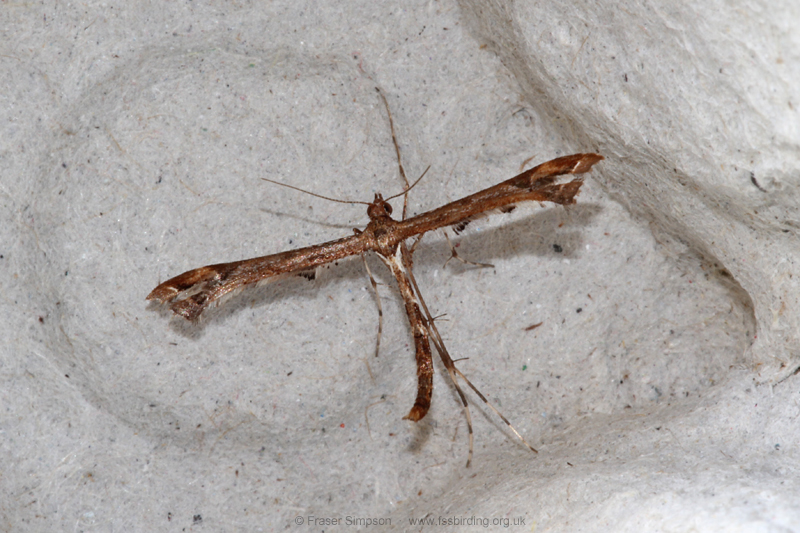 White Plume Moth (Pterophorus pentadactyla)  Fraser Simpson