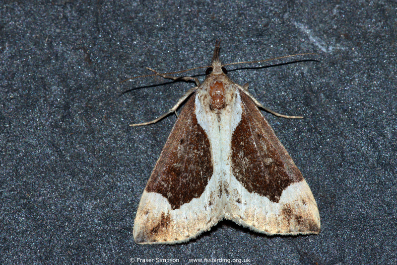 Beautiful Snout Hypena crassalis) © Fraser Simpson