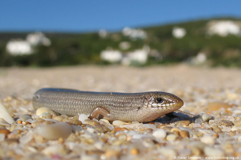 Bedriaga's Skink (Chalcides bedriagai), Zahara de los Atunes, Andaluc�a, Spain, April 2008 � Fraser Simpson